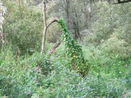 Kekerdom : Die Natur kann sich in der Millingerwaard frei entfalten